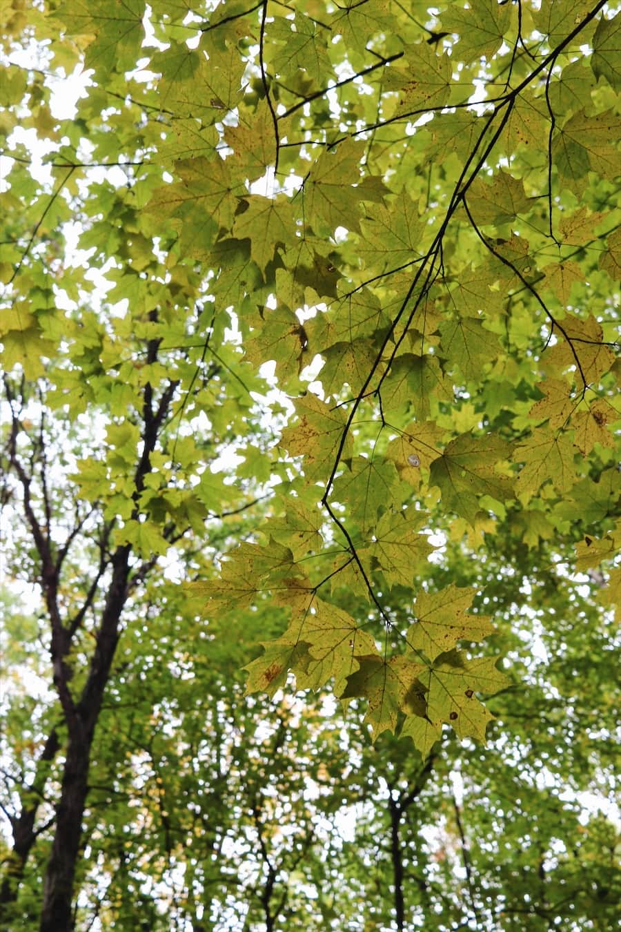 Fall leaves at Nerstrand-Big Woods State Park