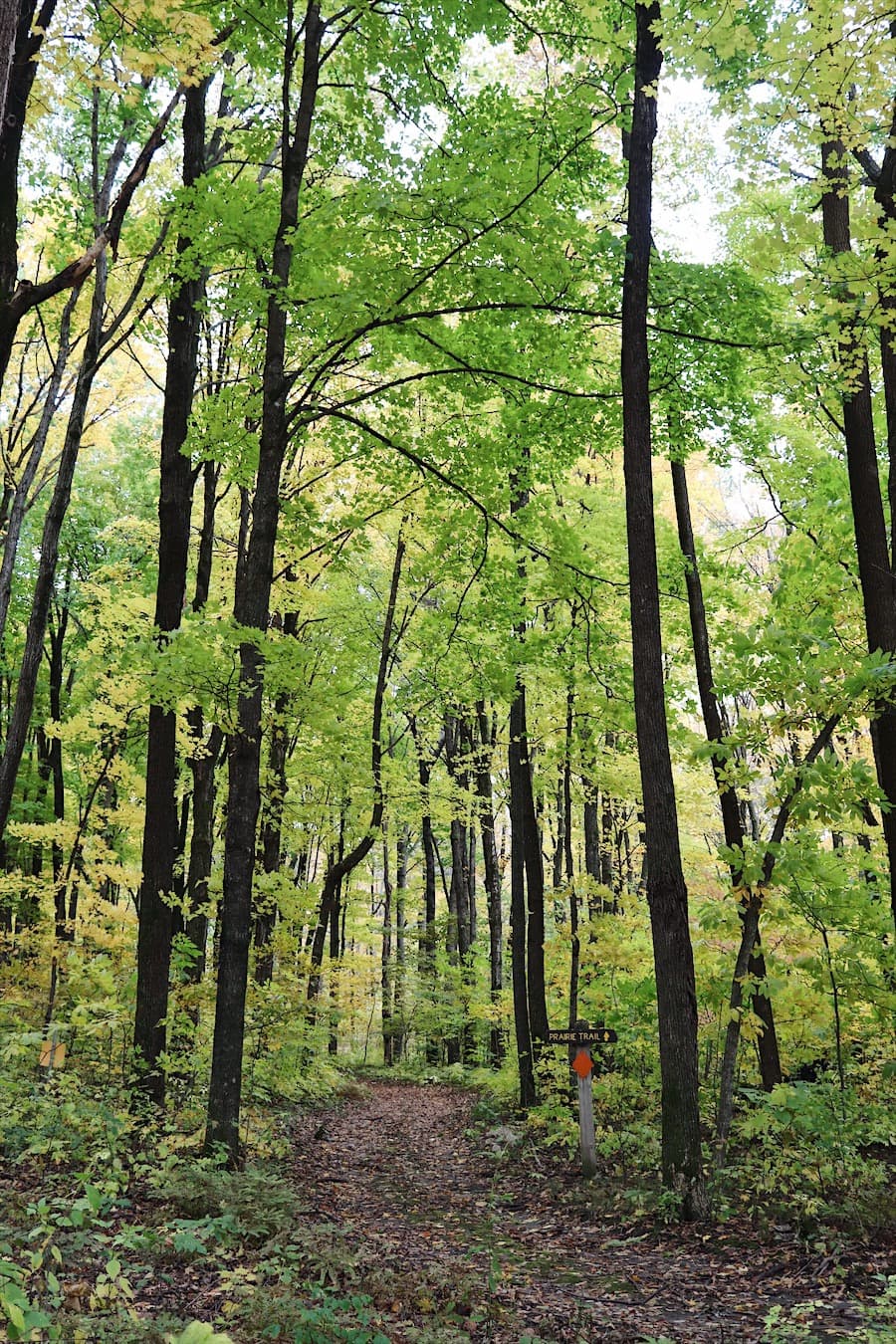 Trail in Nerstrand-Big Woods State Park 