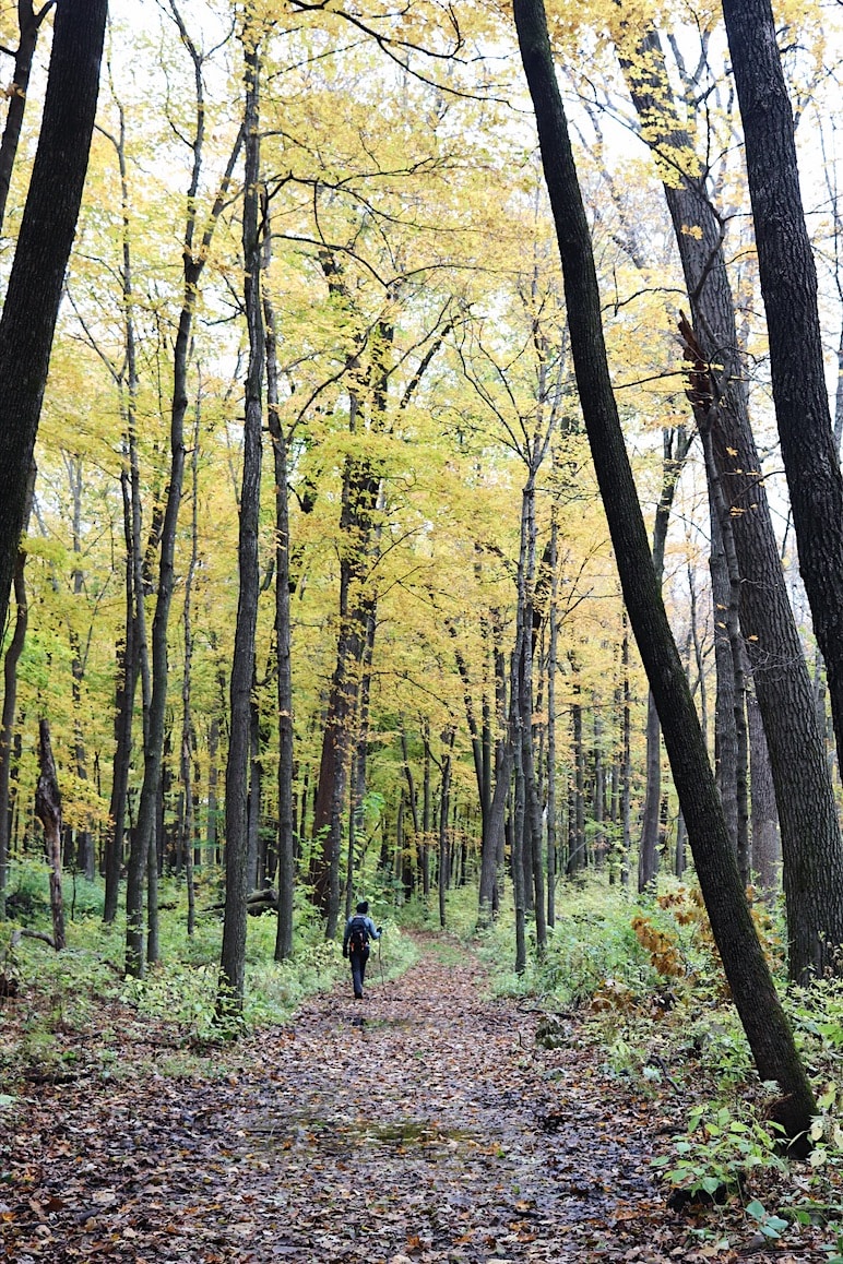 Hiker on Big Woods Trail in Nerstrand-Big Woods State Park