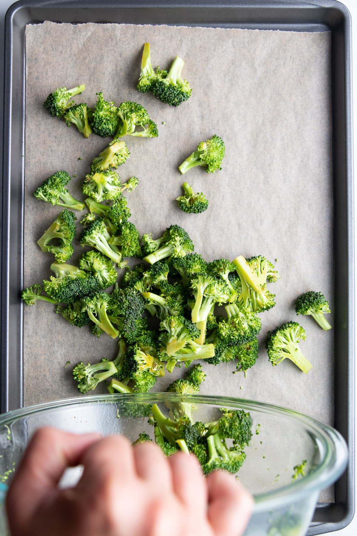 Dumping coated broccoli florets onto a baking sheet lined with parchment paper.